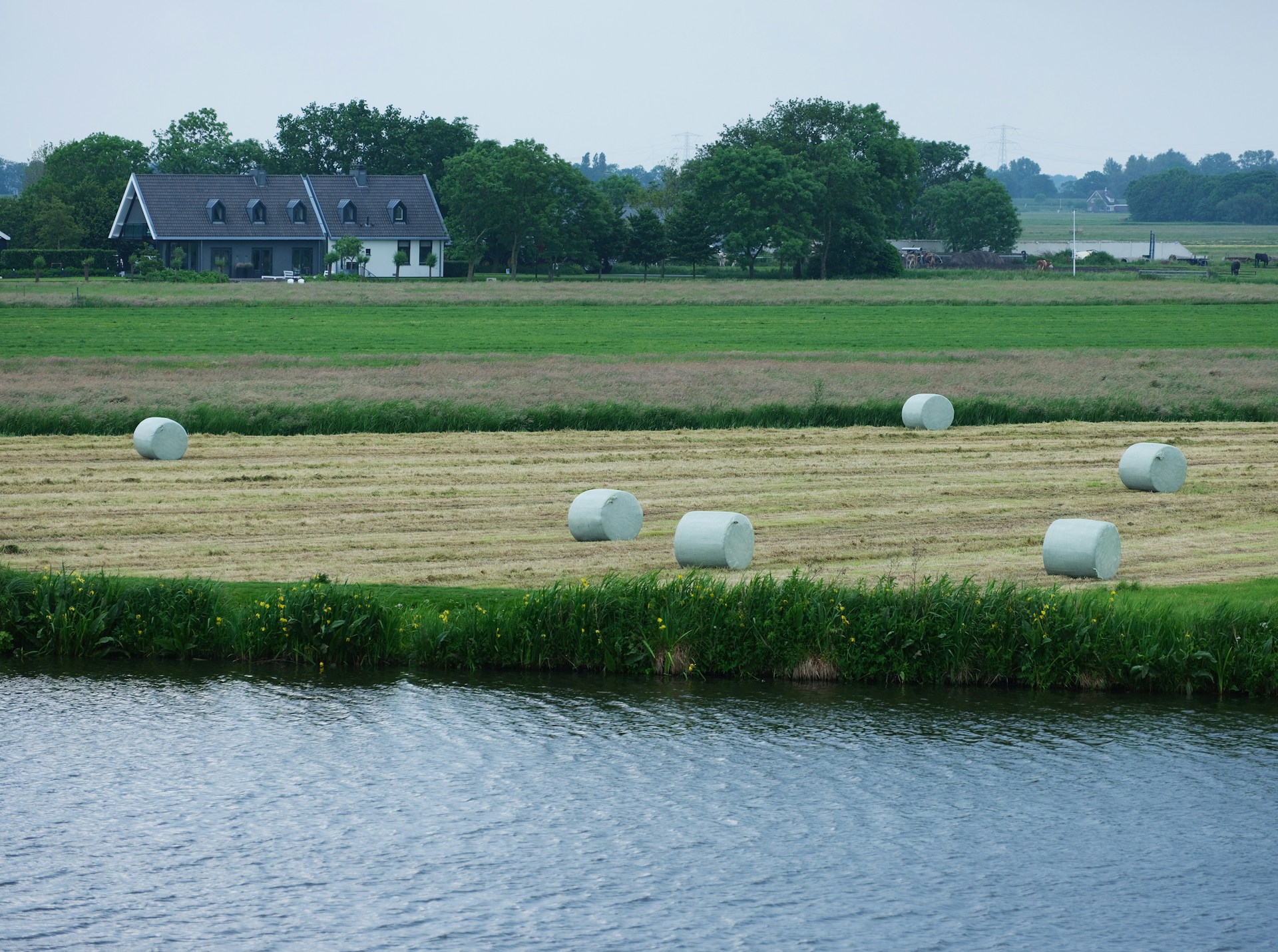 FrieslandCampina als vertrouwd gezicht in het Friese landschap
