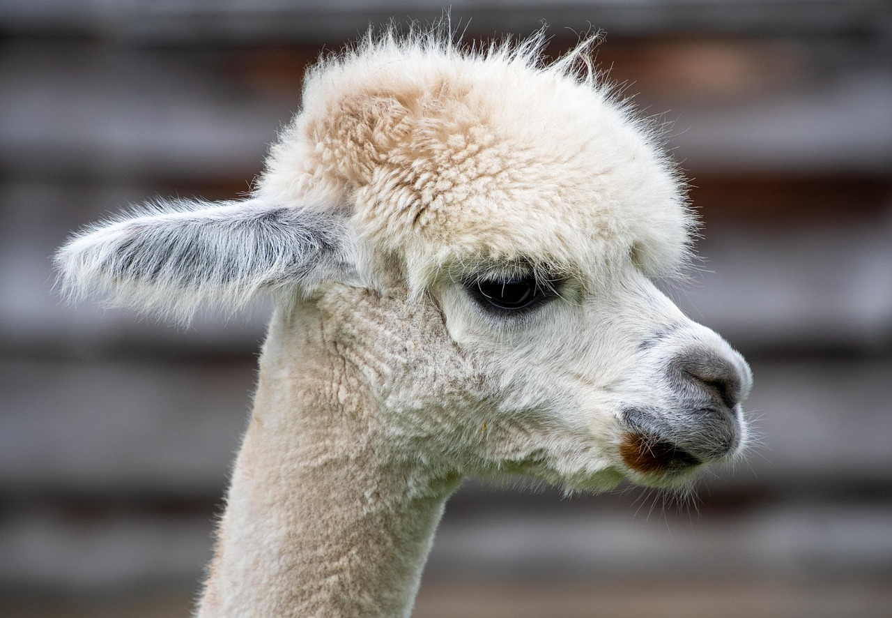Alpaca World Friesland als rustpunt in het Friese landschap