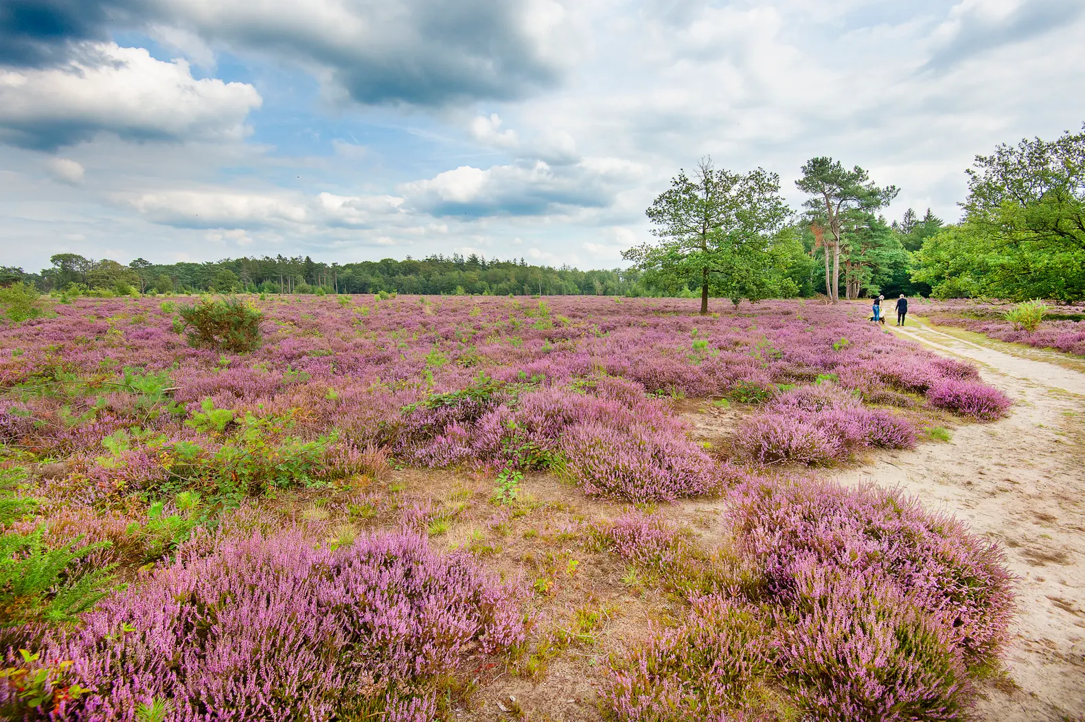 De mooiste wandelroutes in Friesland tussen water, bos en weidse luchten