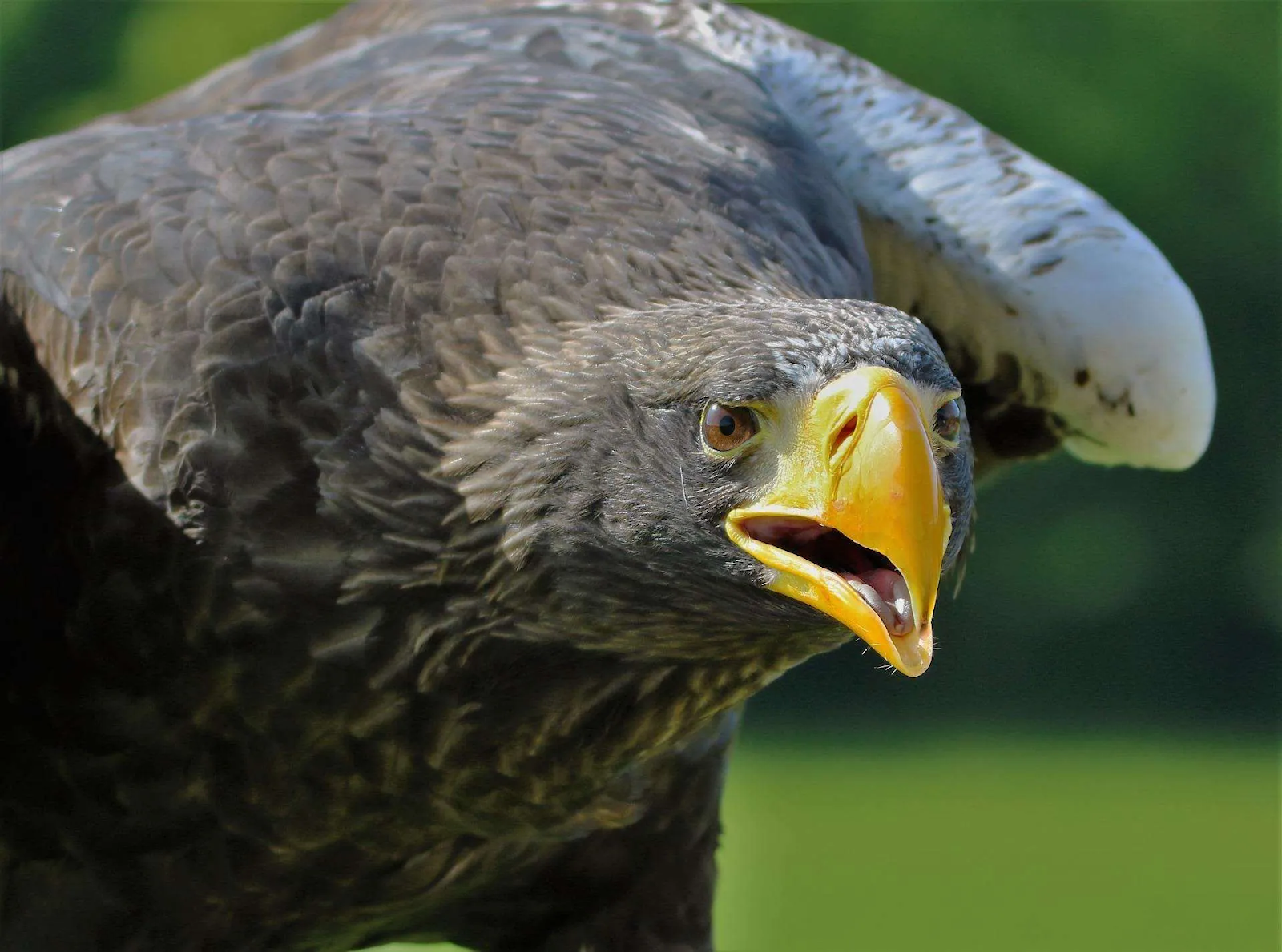 Welke vogels je in Friesland kunt spotten door het hele jaarheen